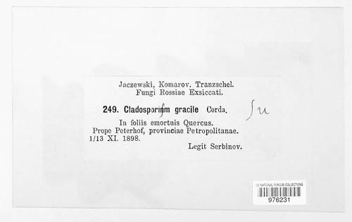 Cladosporium gracile image
